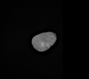 Image of 15 Eunomia asteroid after being color corrected.
